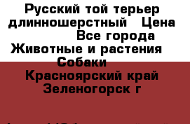 Русский той-терьер длинношерстный › Цена ­ 7 000 - Все города Животные и растения » Собаки   . Красноярский край,Зеленогорск г.